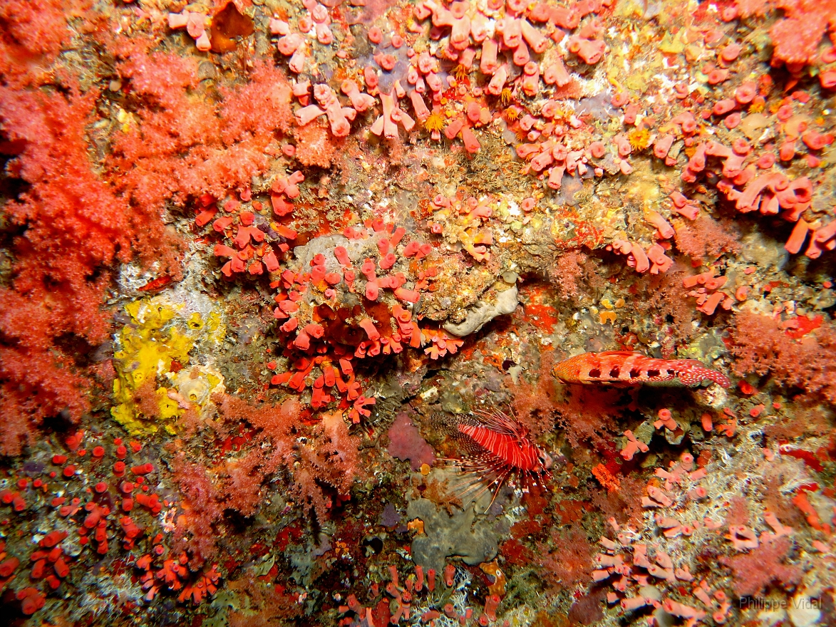 Velidhu - 2013_03_13 - IMG_0606rf_Laffe cornu ou poisson diale ou pterois a antennes - Pterois antennata_Nika point_Plongee.jpg